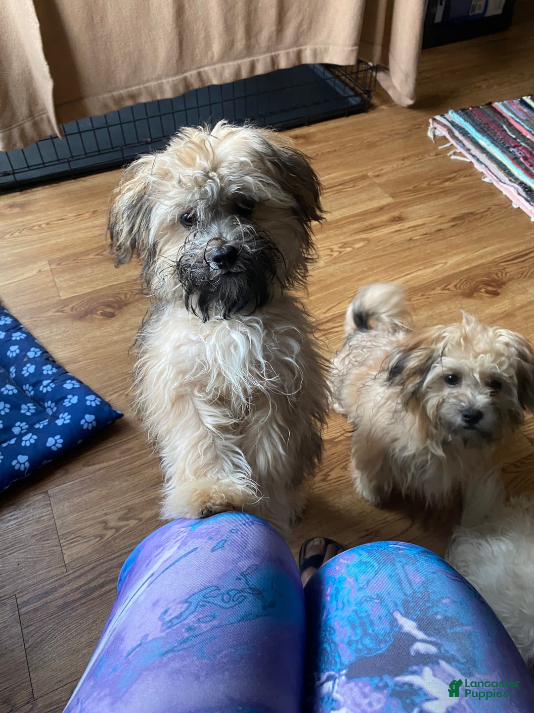 Gallery Image {{count}}