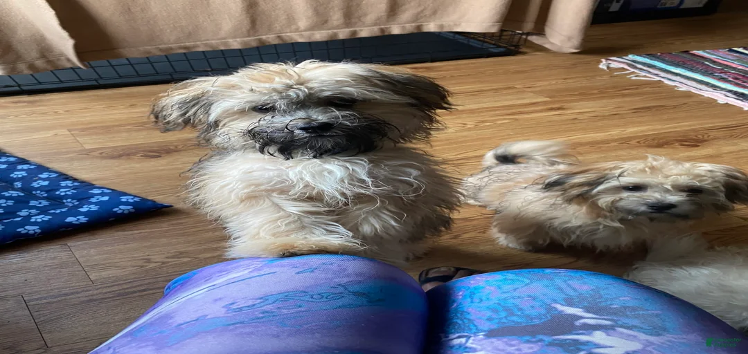 Gallery Image {{count}}