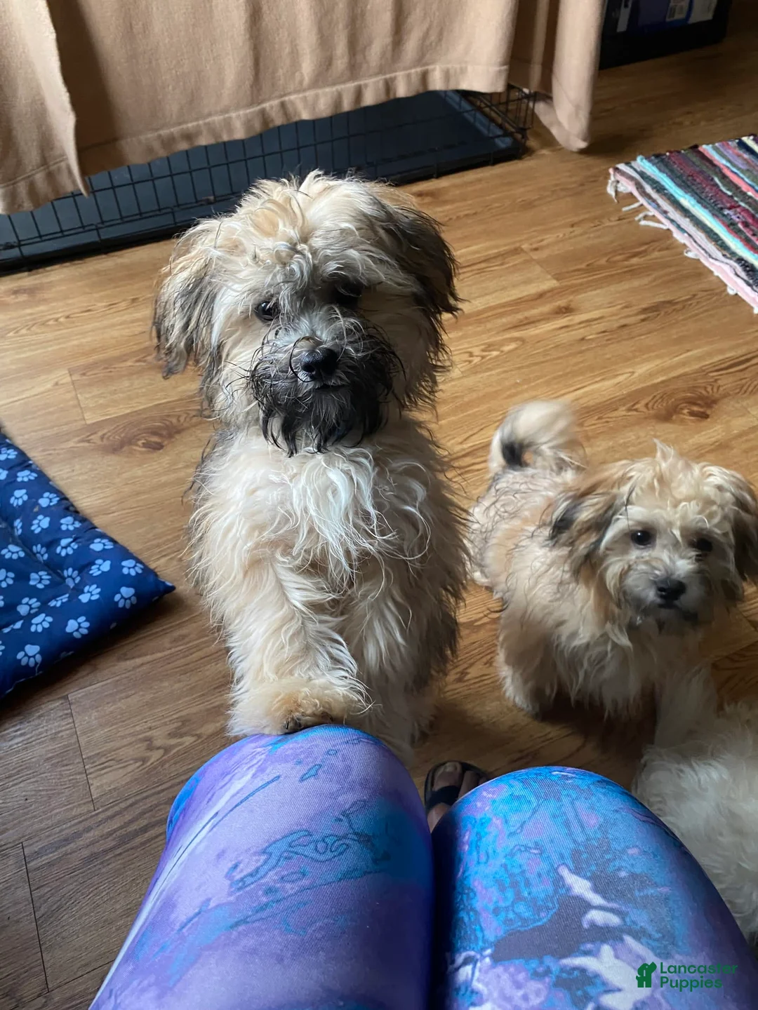 Gallery Image {{count}}