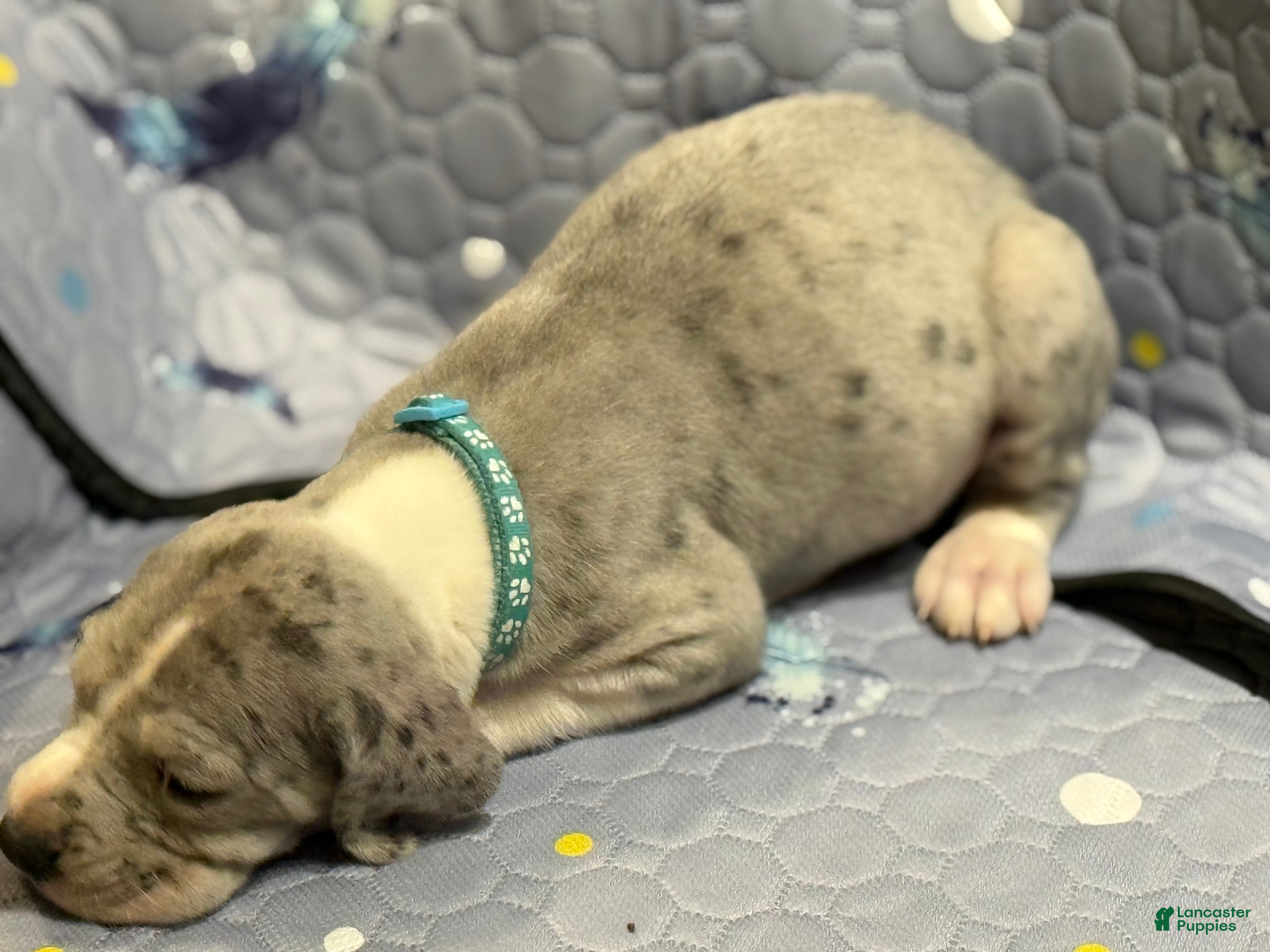 Great Dane dogs Lenard - Ad 21