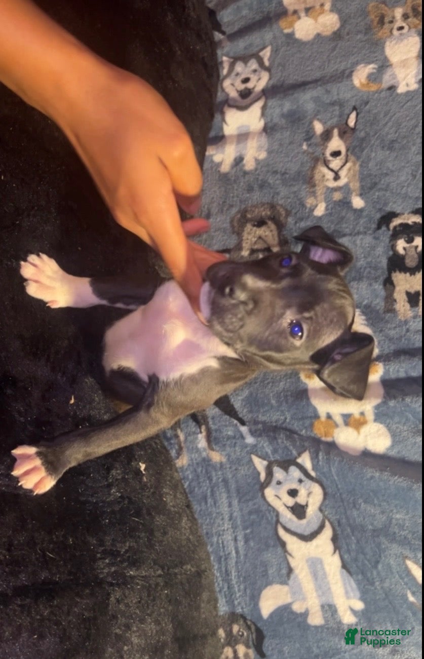 American Bully dogs Girl 🩷 •Pocket Bully• - Ad 2