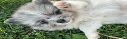 Pomeranian dogs for sale: King James  - Ad 4