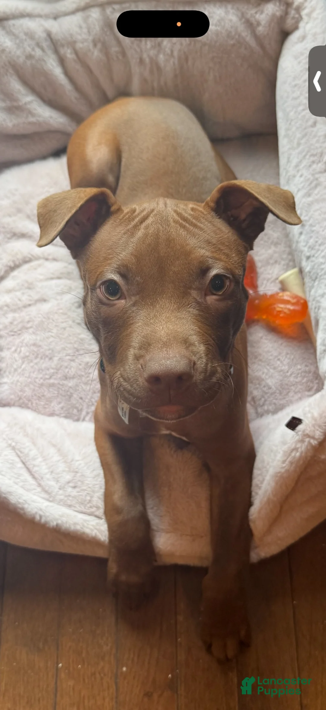 American Pit Bull Terrier dogs for sale: American Pit Bull Terrier 1 - Ad 1