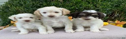 Miniature Labradoodle dogs for sale: Kermit - Ad 5