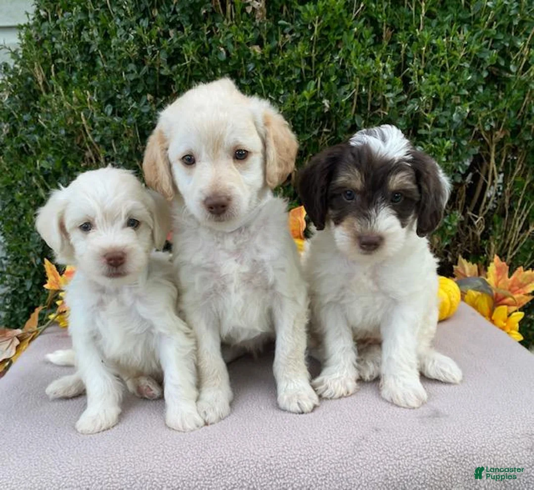 Miniature Labradoodle dogs for sale: Kermit - Ad 5