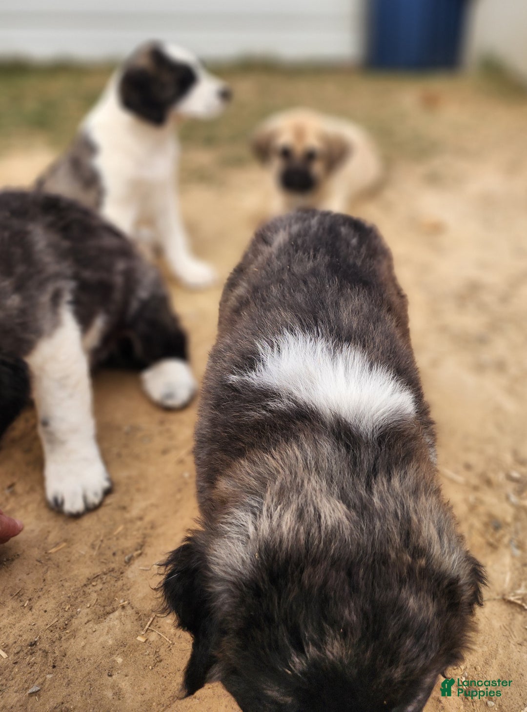 Anatolian Shepherd dogs for sale: Zena 2025 F1 ASD puppy - Ad 20