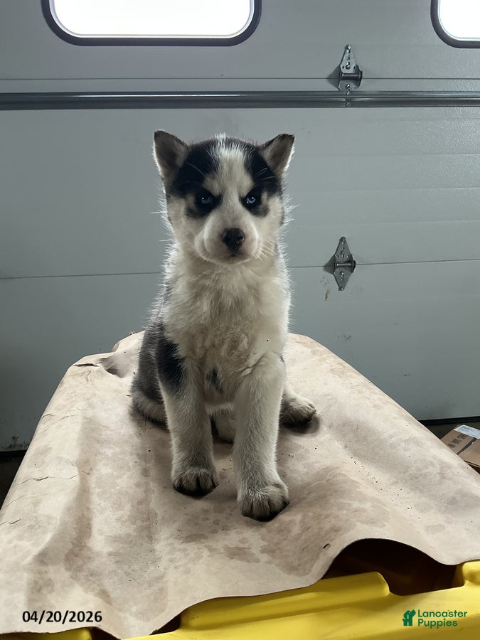 Siberian Husky dogs Asher - Ad 2