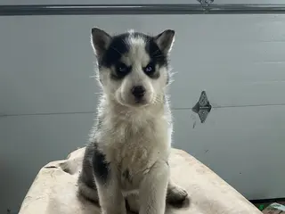 Siberian Husky dogs Asher - Ad 2