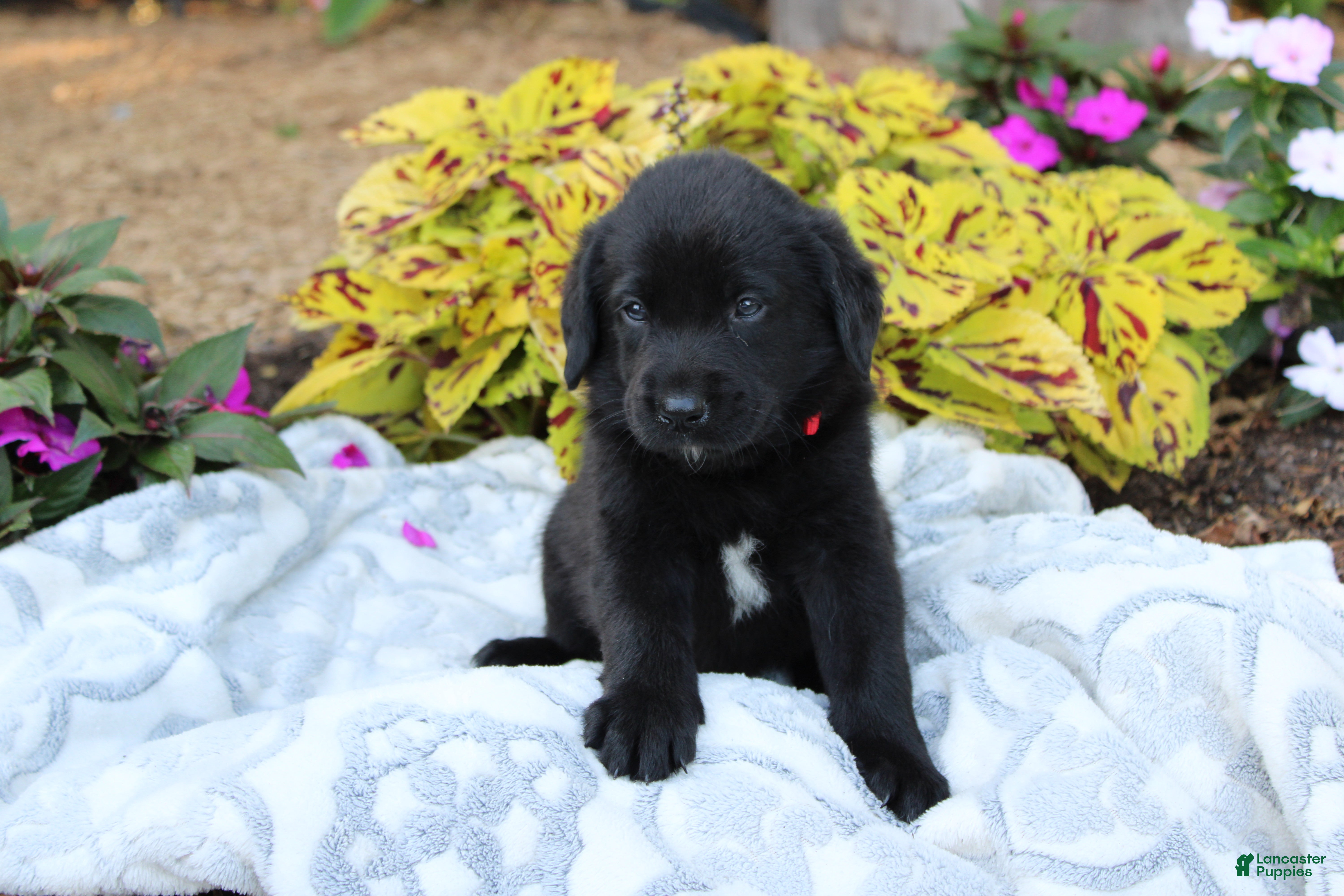 Labrador Retriever dogs for sale: Milo - Ad 4