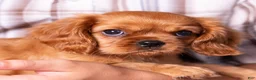 Cavalier King Charles Spaniel dogs for sale: Neil - Ad 4