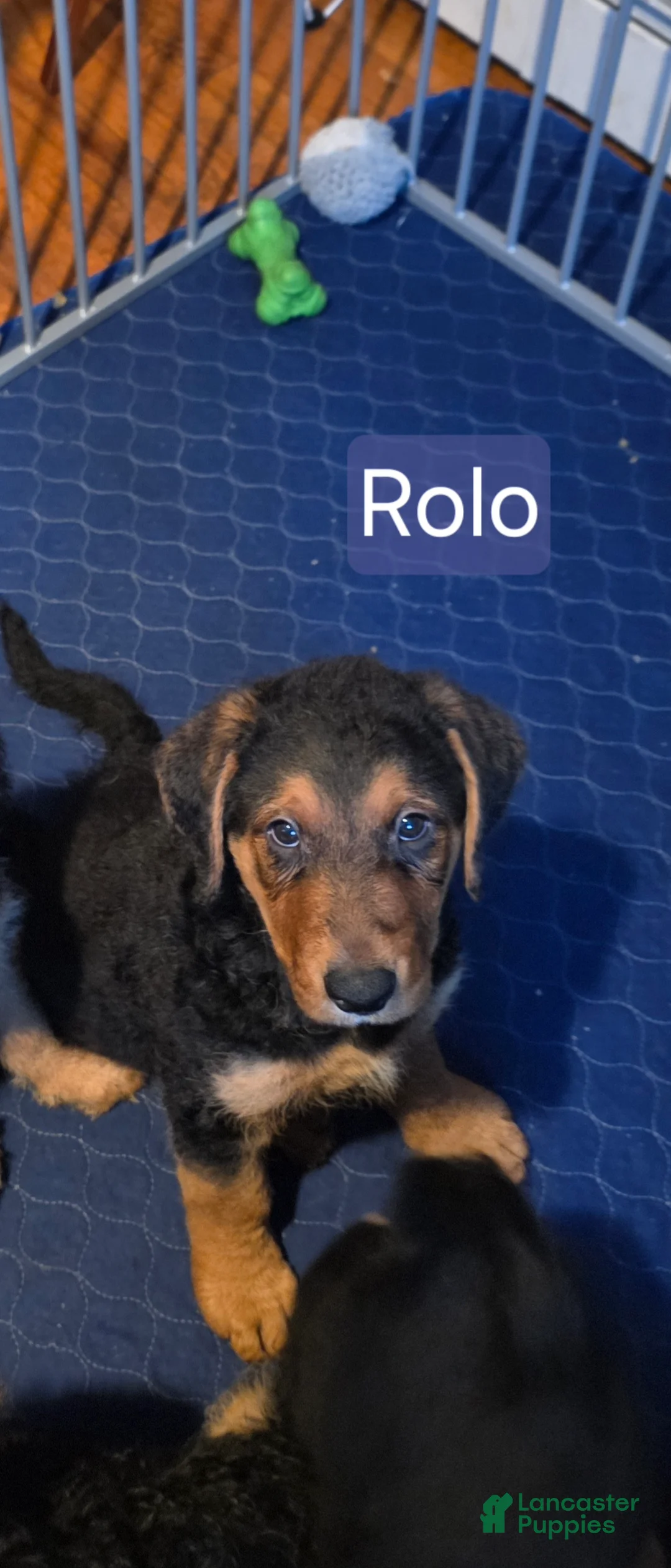 Mixed Breed dogs for sale: Rolo - Ad 2