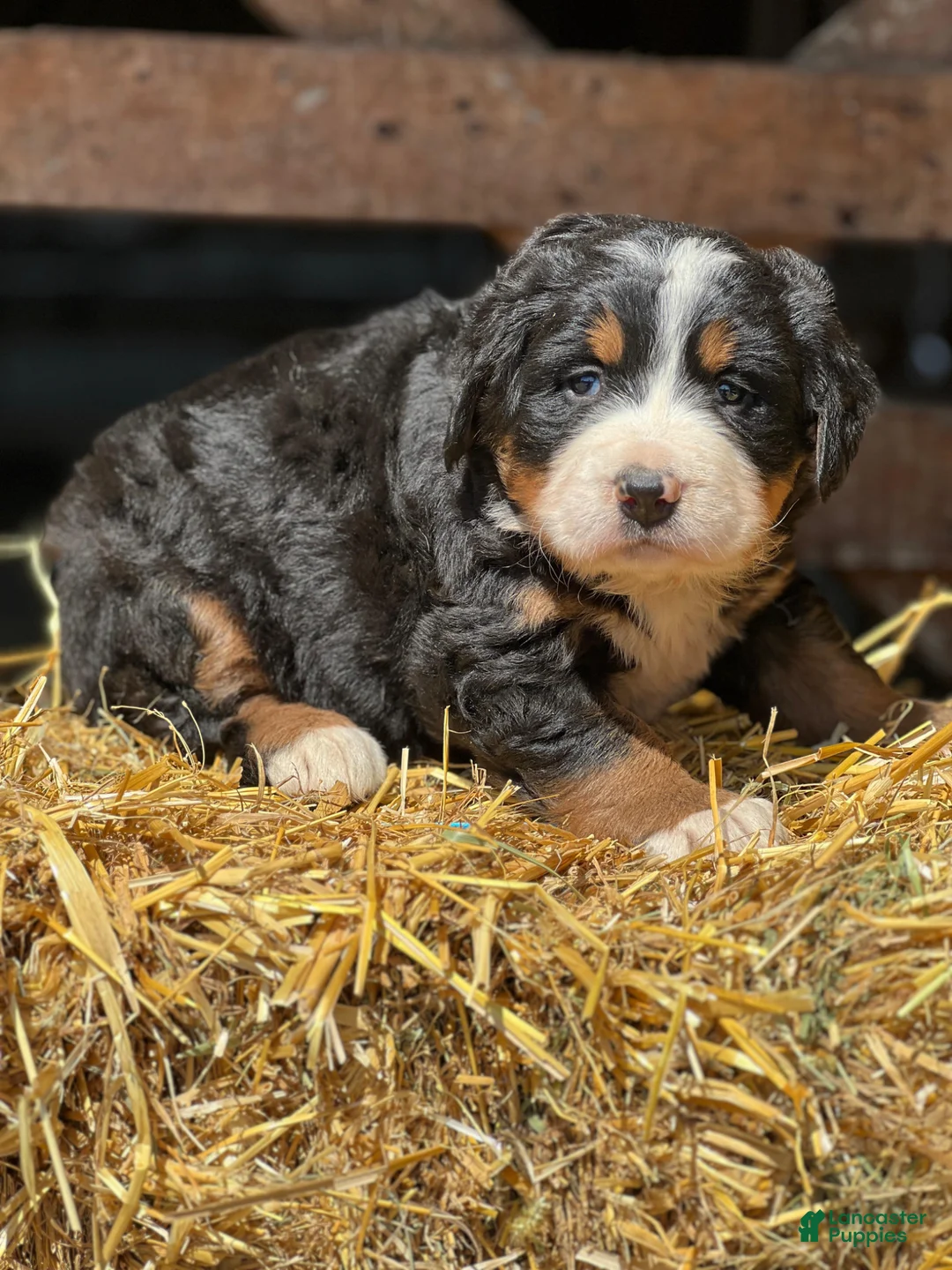 Bernese Mountain Dog dogs for sale: Tina - Ad 1