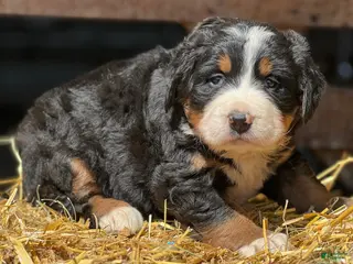 Bernese Mountain Dog dogs Tina - Ad 38