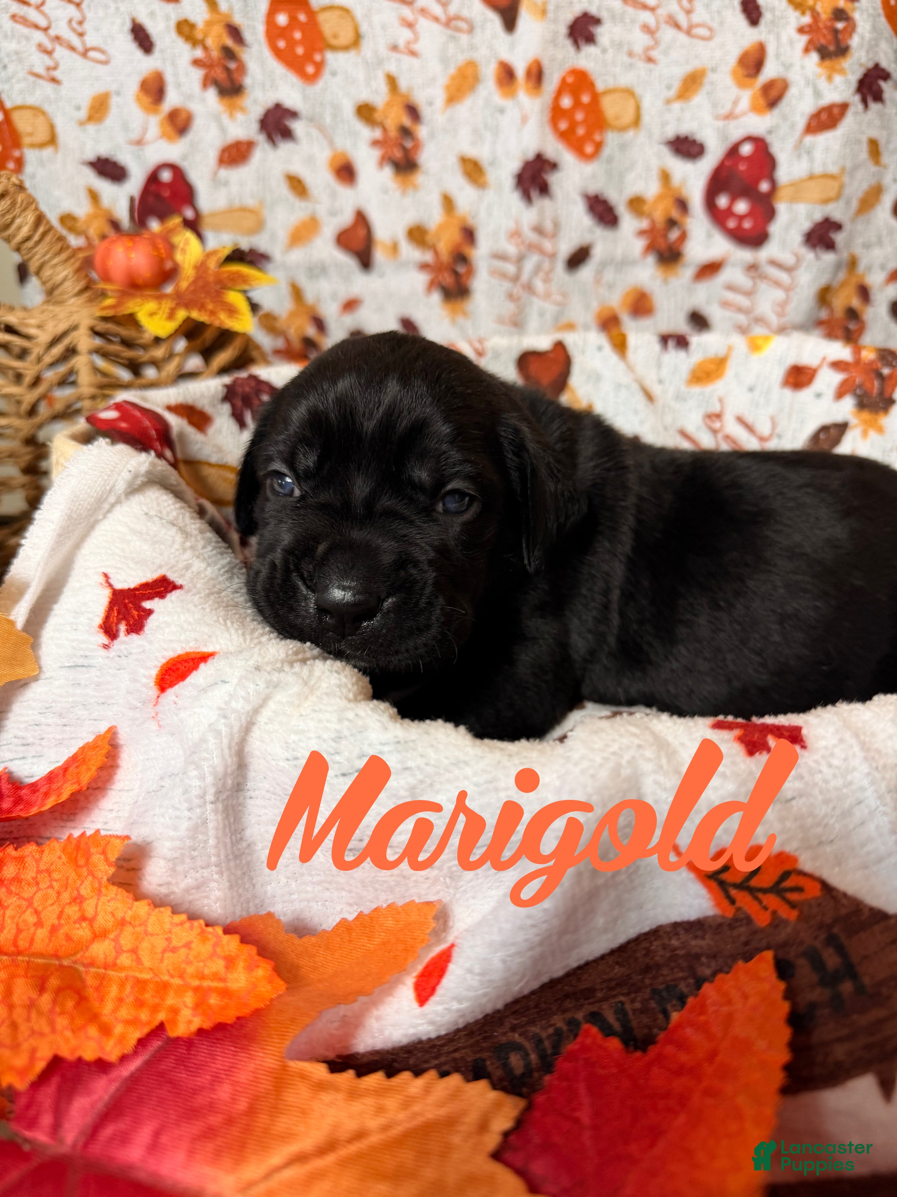 Cane Corso dogs Marigold  - Ad 1