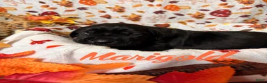 Marigold 