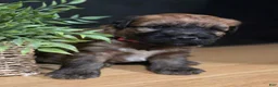 Soft Coated Wheaten Terrier dogs for sale: Blaze - Ad 1
