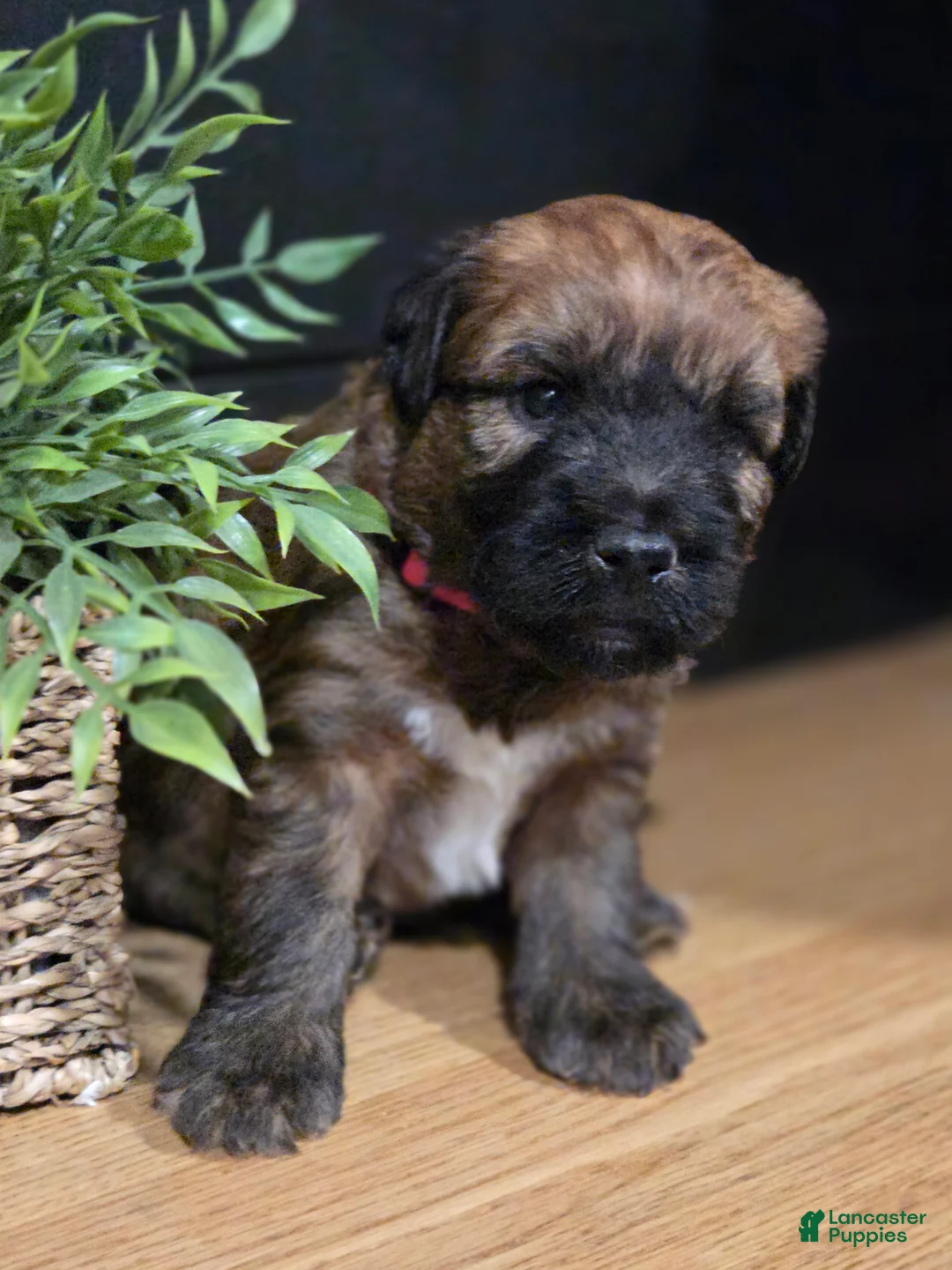 Soft Coated Wheaten Terrier dogs for sale: Blaze - Ad 1