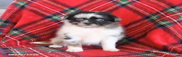 Toy Australian Shepherd dogs for sale: Jasper - Ad 4