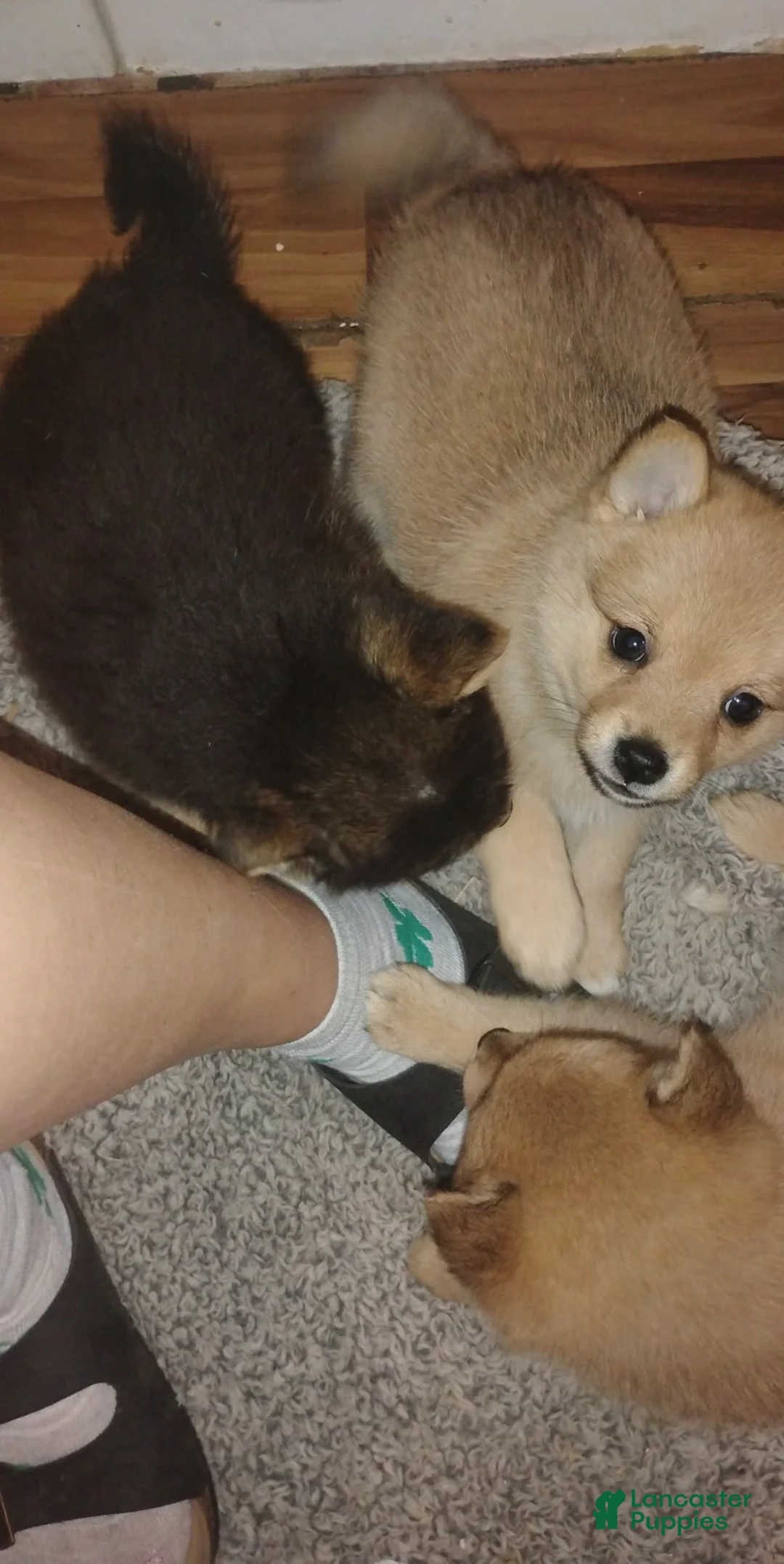 Mixed Breed dogs for sale: Mixed Breed Puppy 1 - Ad 5