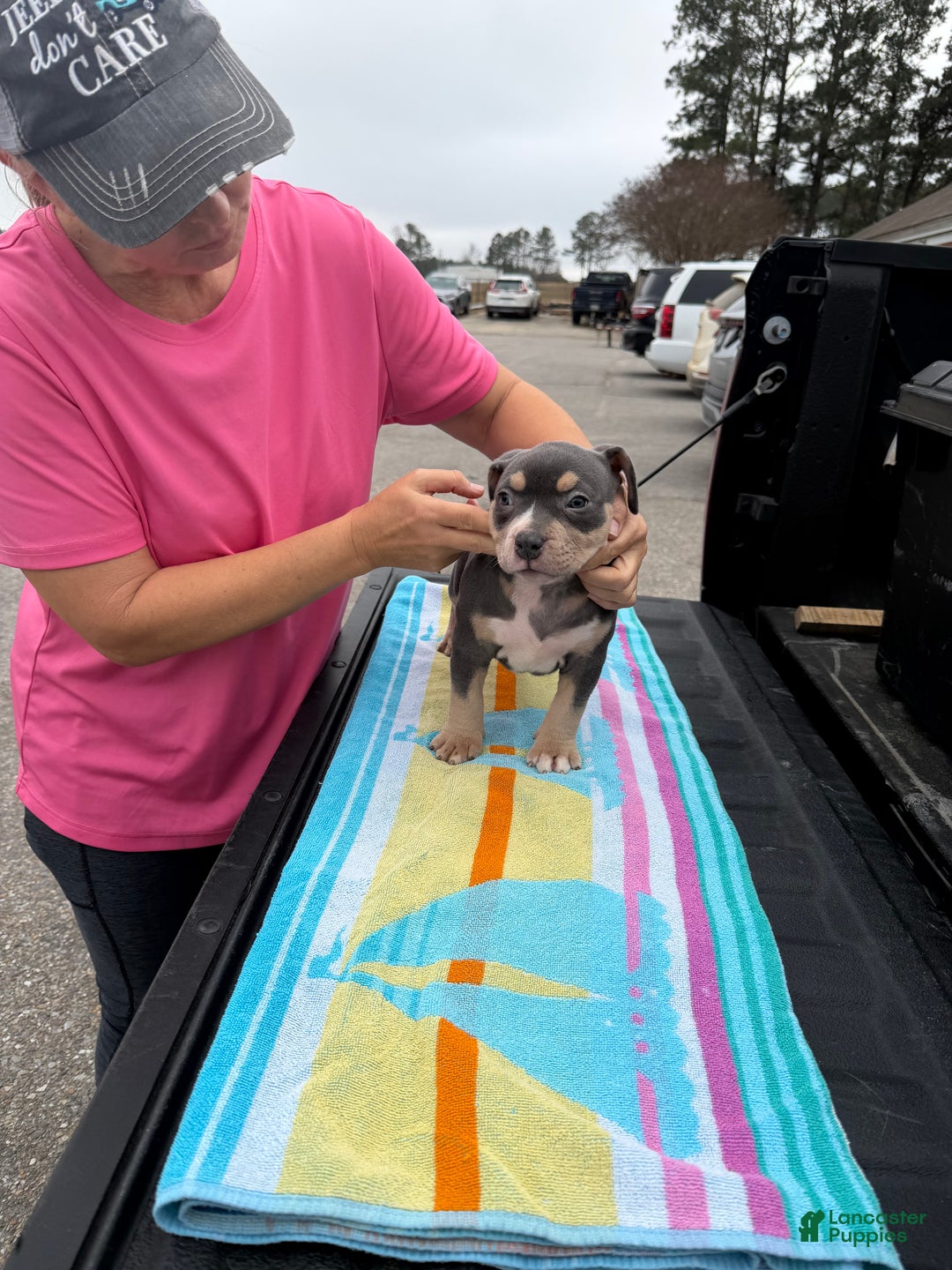 American Bully dogs for sale: American Bully Puppy 3 - Ad 1