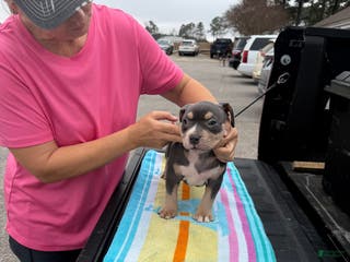 American Bully dogs American Bully Puppy 3 - Ad 38