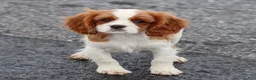 Cavalier King Charles Spaniel dogs for sale: Liam - Ad 8