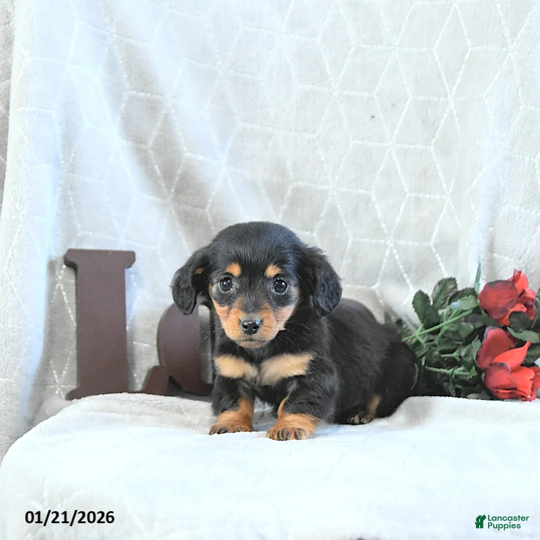 Miniature Dachshund dogs for sale: Miss Priss EXTRA SMALL - Ad 3