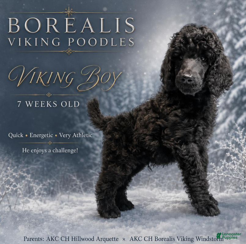 Standard Poodle dogs Viking Boy - Ad 24