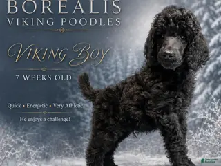 Standard Poodle dogs Viking Boy - Ad 24