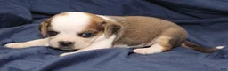 Puggle dogs for sale: Chewy - Ad 13