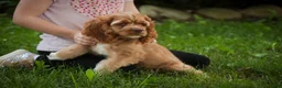 Cocker Spaniel dogs for sale: Alexa Cocker Spaniel  - Ad 6