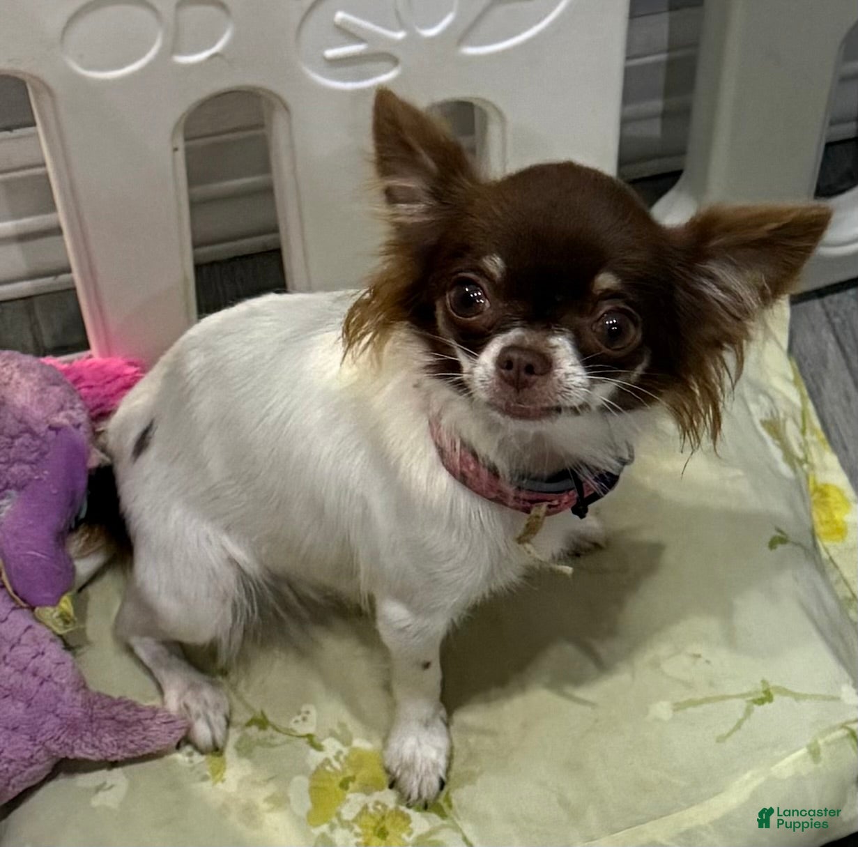 Chihuahua dogs Isla Teacup - Ad 1
