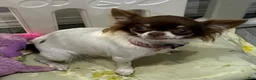 Chihuahua dogs for sale: Isla Teacup - Ad 1