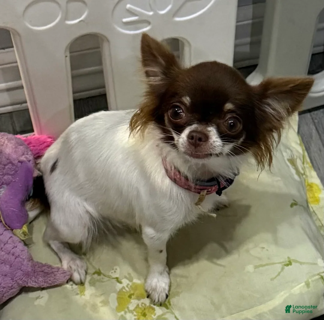 Chihuahua dogs for sale: Isla Teacup - Ad 1