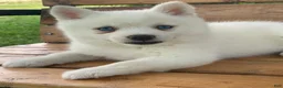 Alaskan Klee Kai dogs for sale: Pretty Blue Eyed SnowWhite~! - Ad 10