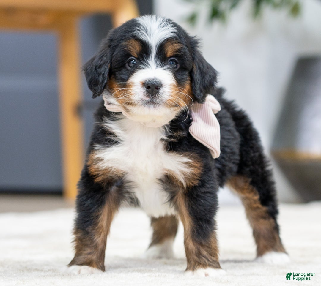 Mini Bernedoodle dogs for sale: Ivory - Ad 2