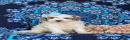 Miniature Poodle dogs for sale: Carissa - Ad 3