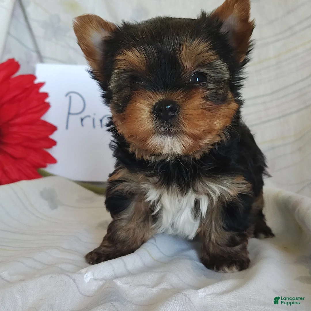 Yorkshire Terrier dogs for sale: Princess - Ad 1