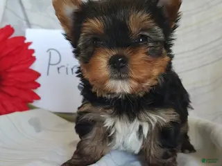 Yorkshire Terrier dogs Princess - Ad 13