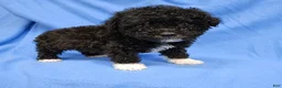 Toy Poodle dogs for sale: Shadow - AKC Registered - Ad 3