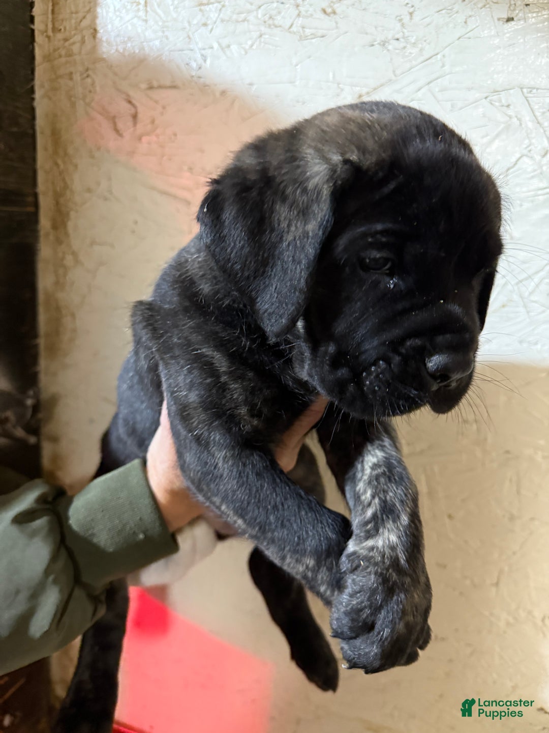 Cane Corso dogs for sale: Cane Corso Puppy 9 Adrian  - Ad 1
