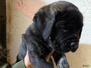 Cane Corso dogs Cane Corso Puppy 9 Adrian - Ad 32