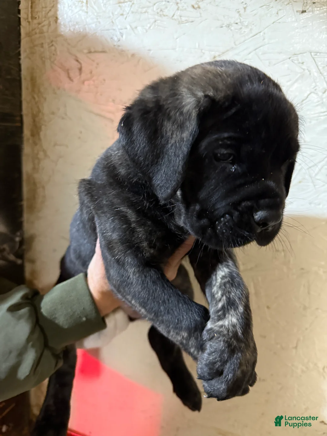 Cane Corso dogs for sale: Cane Corso Puppy 9 Adrian  - Ad 2