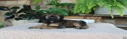 Whoodle dogs for sale: Lisa - Ad 2