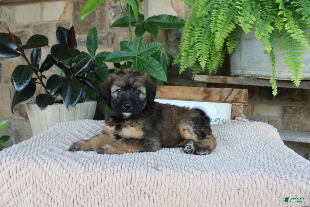 Whoodle dogs for sale: Lisa - Ad 2