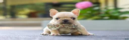 French Bulldog dogs for sale: Kyra - Ad 2