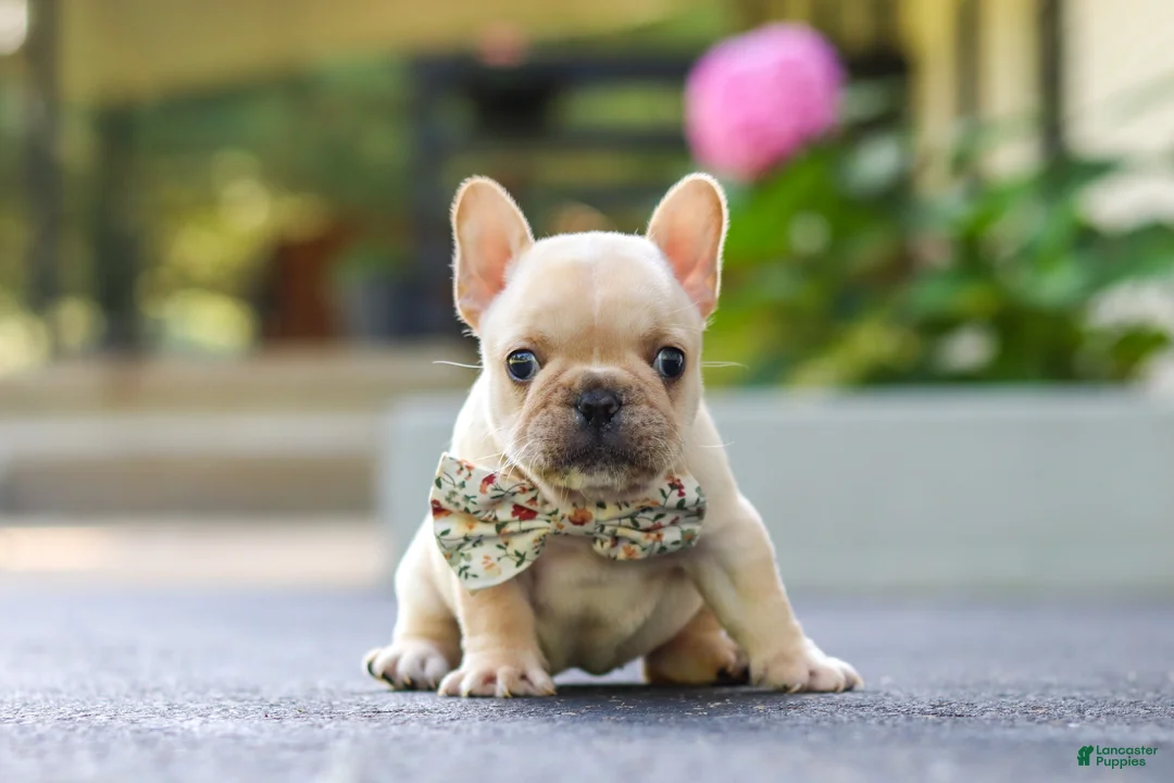 French Bulldog dogs for sale: Kyra - Ad 2
