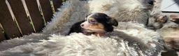 Chihuahua dogs for sale: Tony - Ad 10