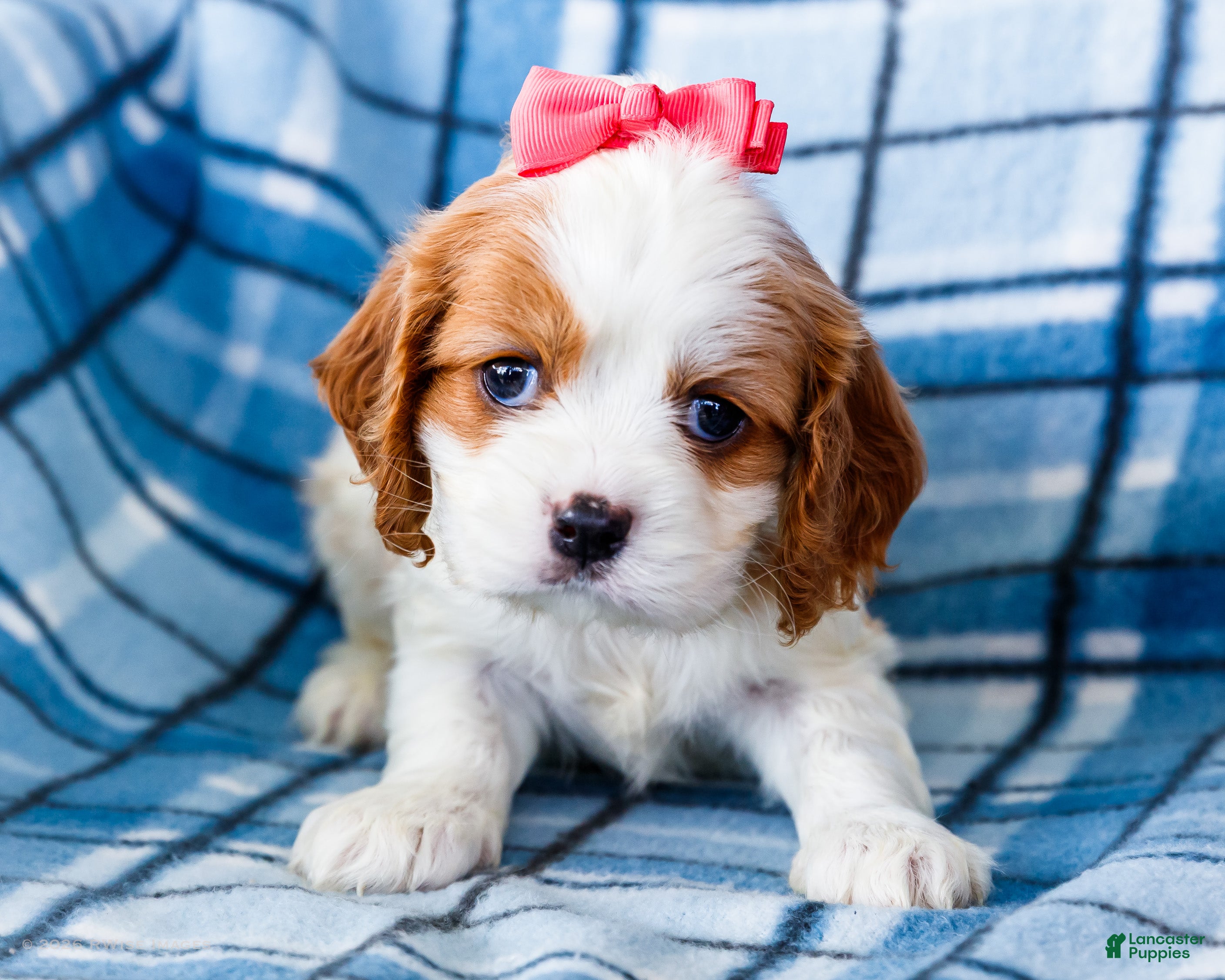 Mixed Breed dogs Jenn - Ad 2