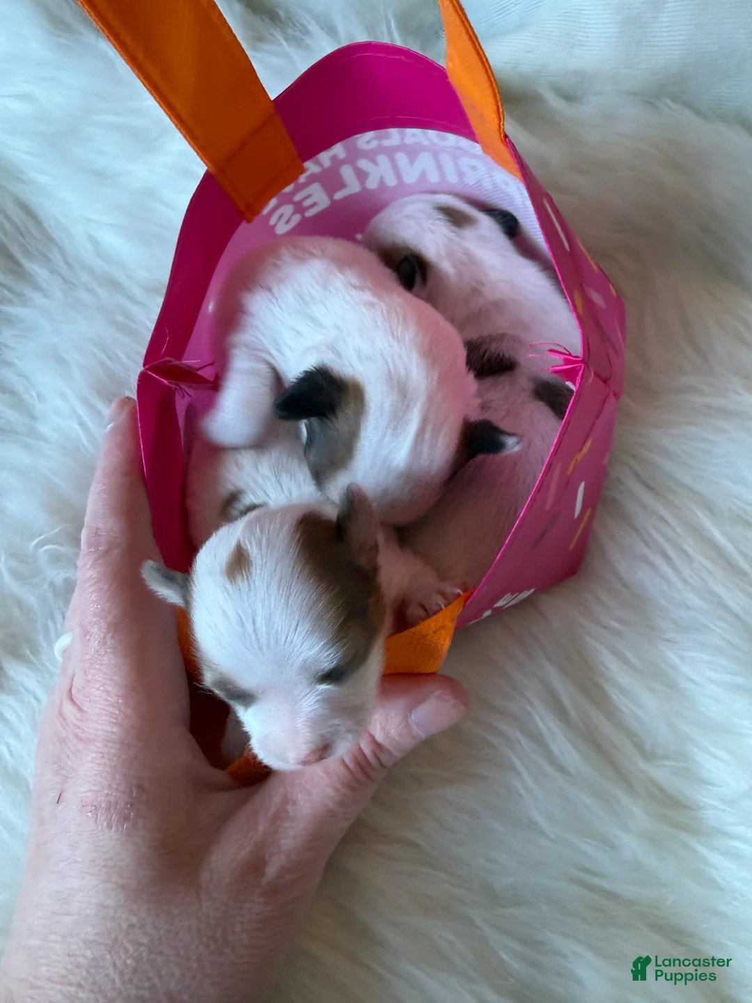 Chihuahua dogs for sale: Chihuahua Puppy 3 - Ad 3